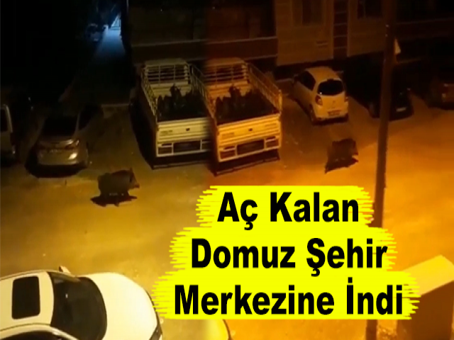 Aç Kalan Domuz Şehir Merkezine İndi