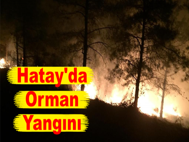 Hatay'da Orman Yangını