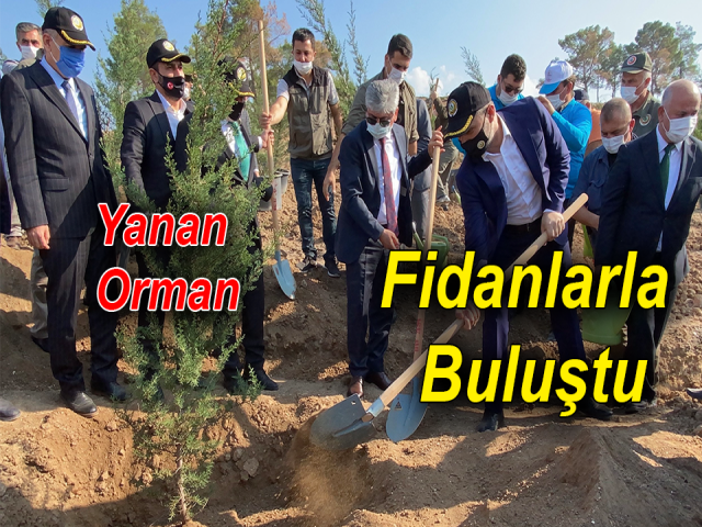 Hatayda yanan ormanlık alanlar fidanlarla buluştu
