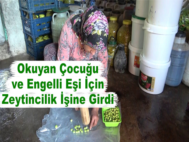 Okuyan Çocuğu ve Engelli Eşi İçin Zeytincilik İşine Girdi