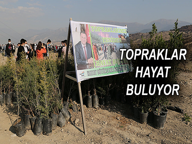 YANGIN SONRASI HATAY TOPRAKLARI HAYAT BULUYOR