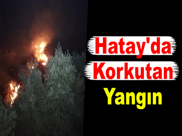 Hatay'da Zeytinlik Yangını 5 Saatte Kontrol Altına Alındı