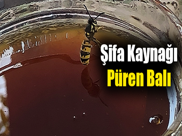 Hatayın şifa kaynağı: Püren balı