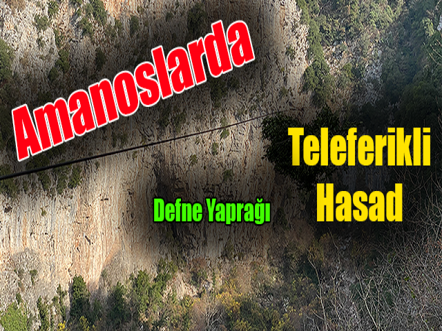 Amanoslarda teleferikli defne yaprağı hasadı