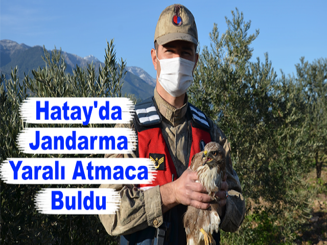 Devriye gezen jandarma, yaralı atmaca buldu