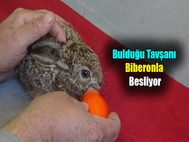 Hatay'da Bahçede Bulduğu Tavşanı Biberonla Besliyor