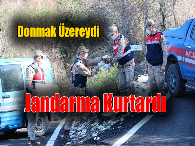 Hatay'da Yaralı Şahini Donmaktan Jandarma Kurtardı