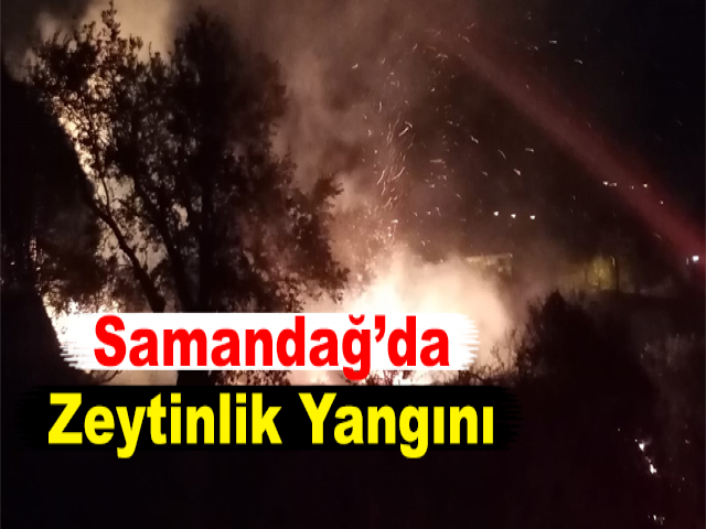 Samandağ’da Zeytinlik Yangını