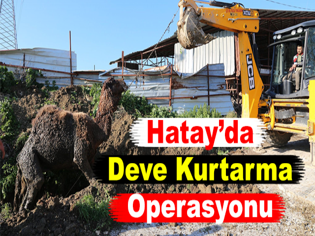 Hatay’da Deve Kurtarma Operasyonu
