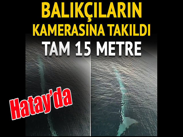 Hatay'da uzun balina heyecanı