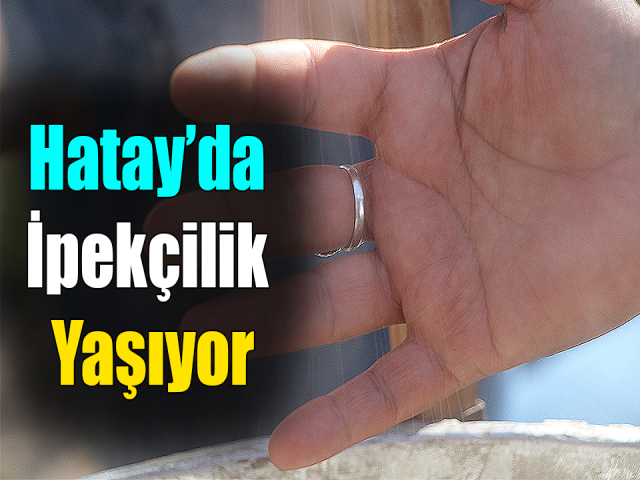 Hataylı kadınlar ipekçiliği yaşatıyor