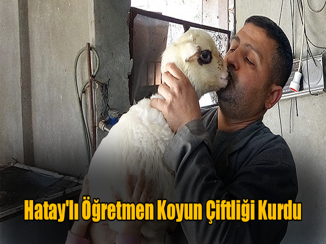 Hatay'lı Öğretmen Pandemi Sürecinde Koyun Çiftliği Kurdu