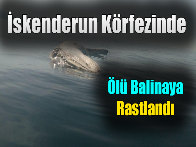 İskenderun körfezinde ölü balinaya rastlandı