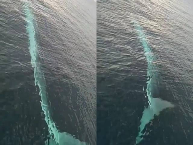 Son Dakika! Dünyanın En Büyük İkinci Balina Türü! Hatay ve Adana'da Görülmüştü