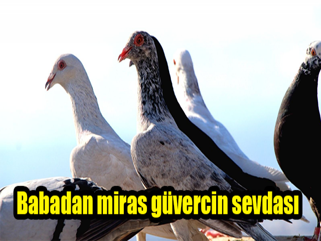 Hatayda Babadan miras güvercin sevdası