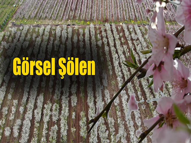 Hatay'da baharın gelmesiyle çiçek açan ağaçlar görsel şölen oluşturdu