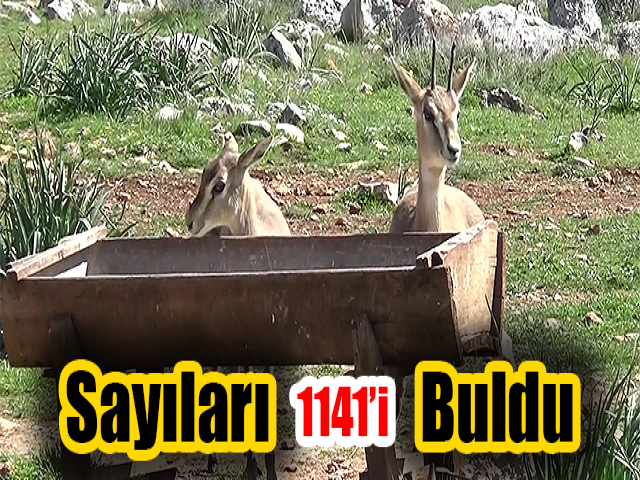 Hatayda Gazella Gazella ceylanlarının sayısı 1141i buldu