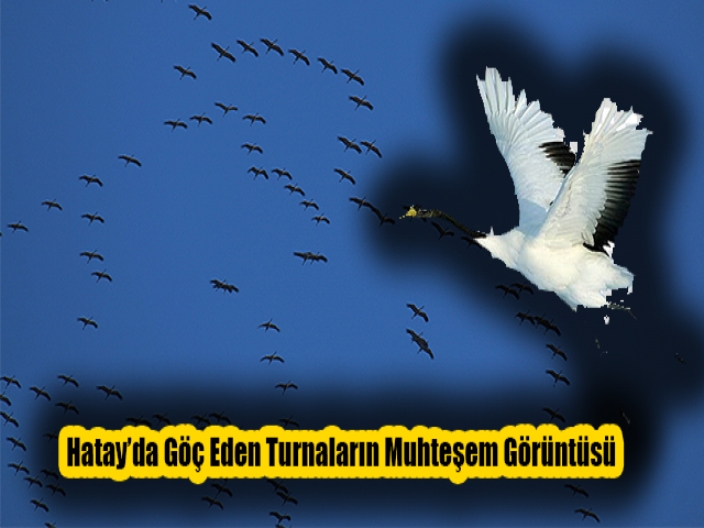 Hatay’da Göç Eden Turnaların Muhteşem Görüntüsü