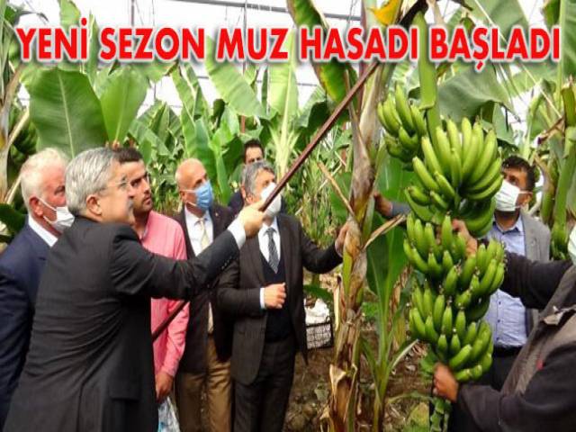 Hatay’da İlk Muz Hasadı Yapıldı