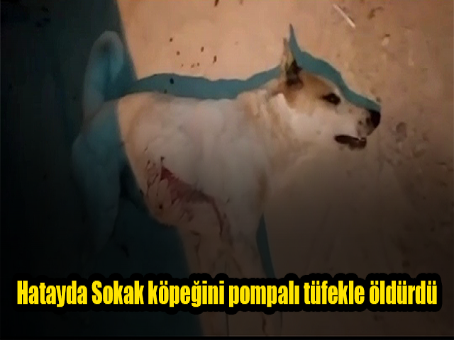 Hatayda Sokak köpeğini pompalı tüfekle öldürdü