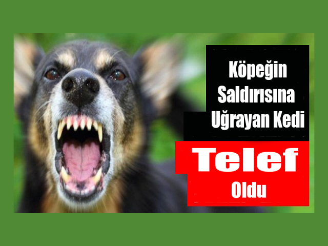 Köpeğin saldırısına uğrayan kedi telef oldu