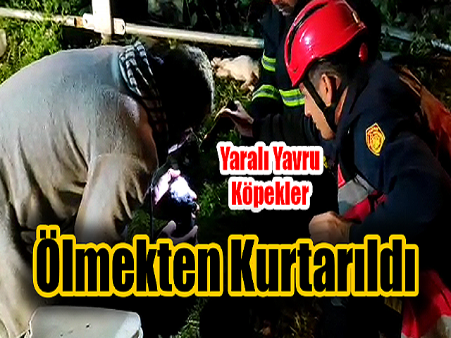 Yaralı yavru köpekler ölmekten kurtarıldı