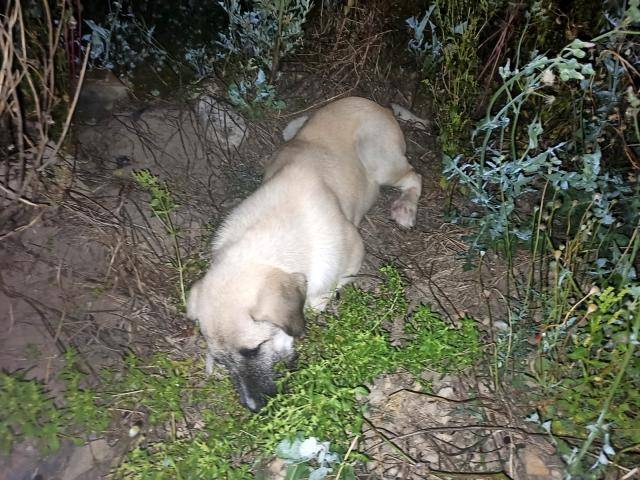 Hatayda Köpeği acımasızca öldürmüşler