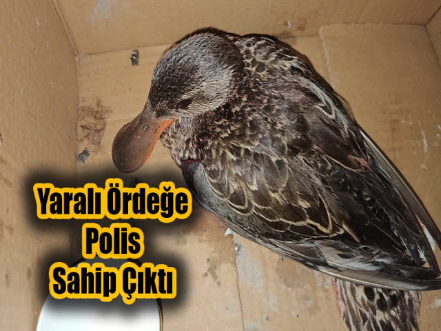 Hatay'da yaralı kaşıkgaga ördeğine polis sahip çıktı