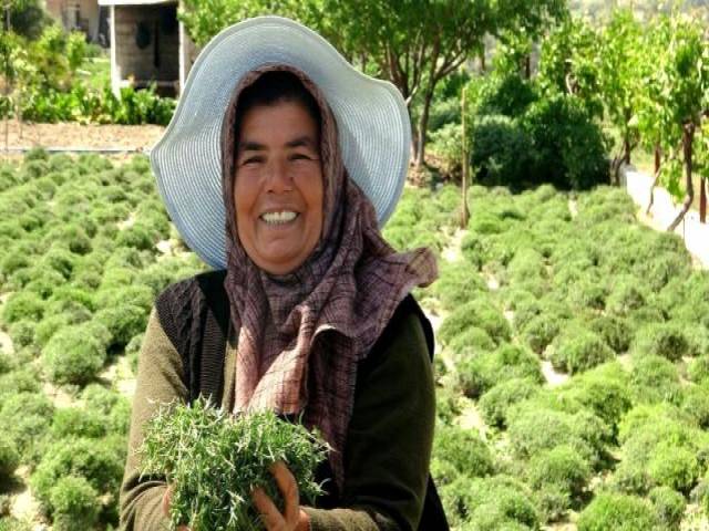 Kadınların hasadı 4 ay süren 'Zahter' mesaisi