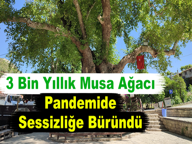 3 Bin Yıllık Musa Ağacı Pandemide Sessizliğe Büründü