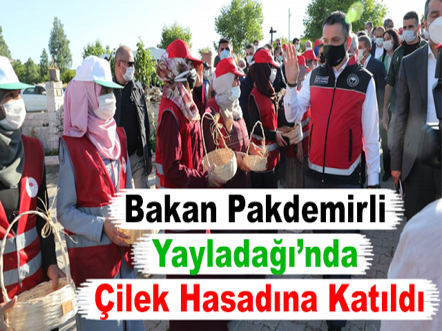 Bakan Pakdemirli, Yayladağı’nda Çilek Hasadına Katıldı