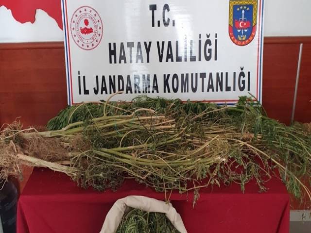 Evinde kenevir yetiştiren şüpheli gözaltına alındı