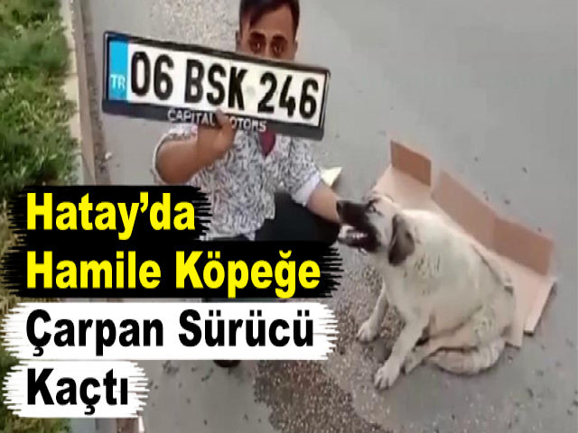 Hatay’da Hamile Köpeğe Çarpan Sürücü Kaçtı
