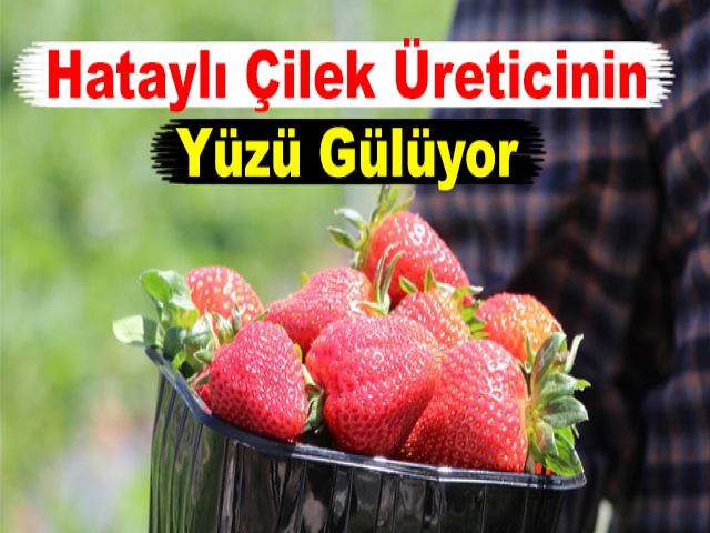 Hataylı Çilek Üreticinin Yüzü Gülüyor