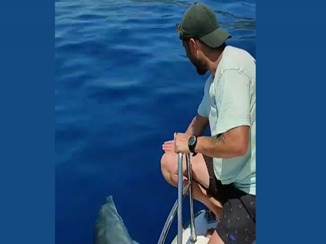 Yunuslar Balıkçının "gel" Diye Seslenişini Karşılıksız Bırakmadı