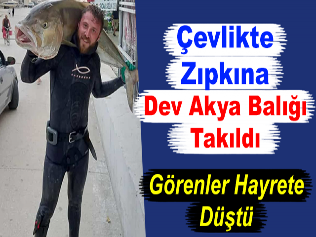Çevlikte Zıpkına Dev Akya Balığı Takıldı