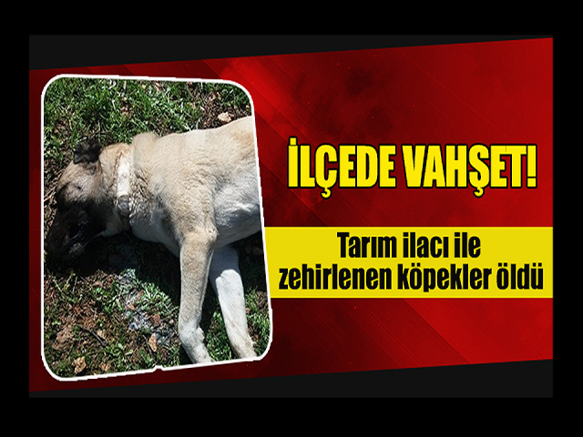 Hatay'da 5 köpeği zehirlediler