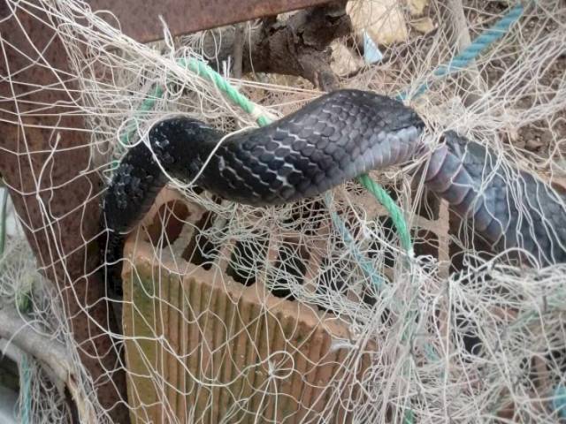 Hatayda Balıkçı ağına takılan kara yılan kurtarıldı