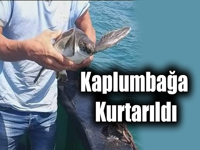 Hatayda  Yavru kaplumbağa kurtarıldı