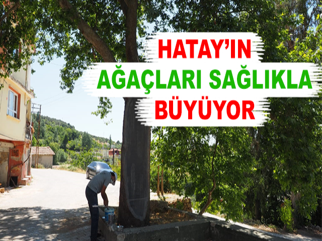 HATAY’IN AĞAÇLARI SAĞLIKLA BÜYÜYOR