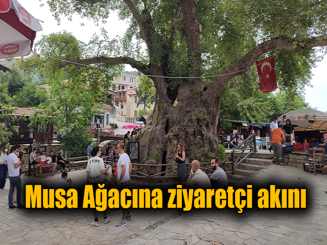Musa Ağacına ziyaretçi akını