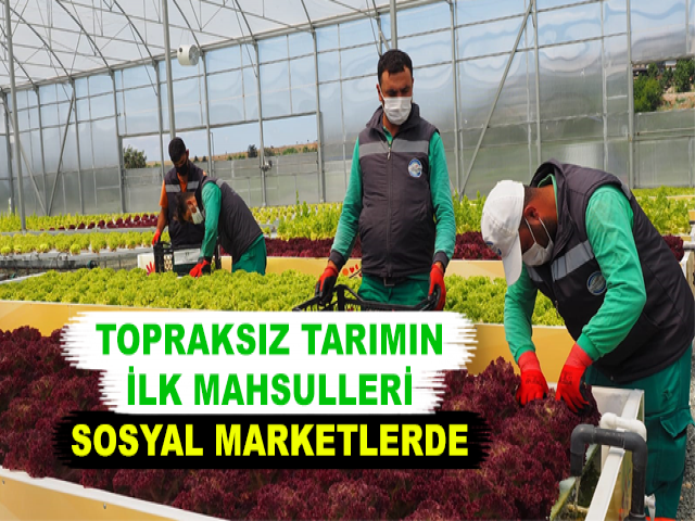 TOPRAKSIZ TARIMIN İLK MAHSULLERİ SOSYAL MARKETLERDE