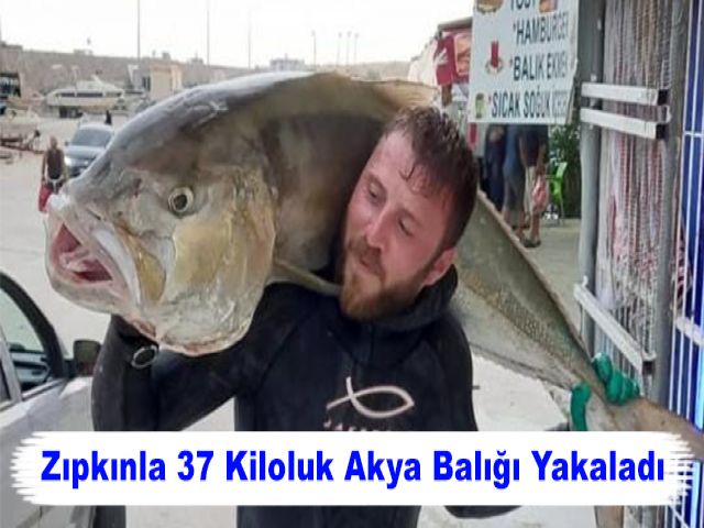 Zıpkınla 37 Kiloluk Akya Balığı Yakaladı