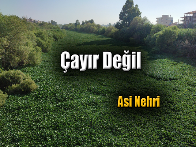 Çayır Değil Asi Nehri