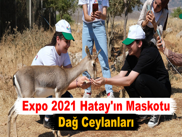 Expo 2021 Hatay'ın Maskotu Dağ Ceylanları