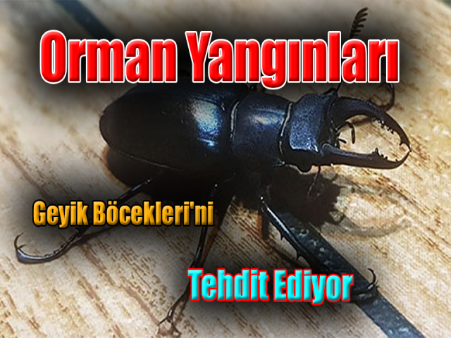 Hatay yangını Geyik Böcekleri'nin neslini de tehdit ediyor