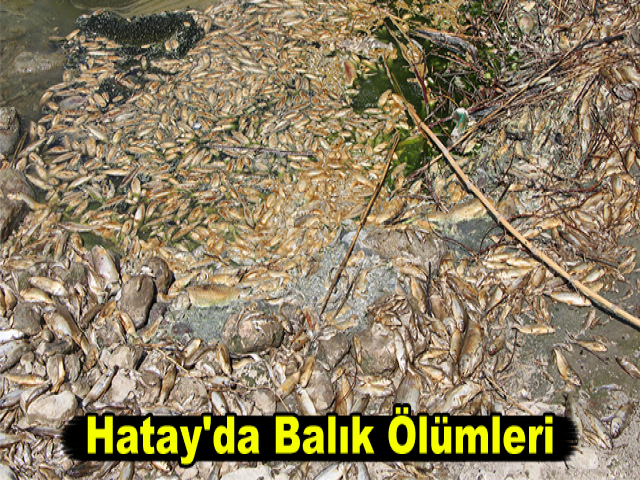 Hatay'da Balık Ölümleri