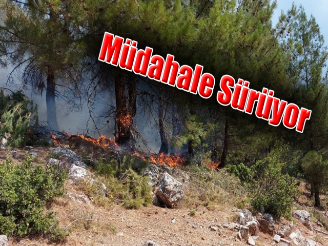 Hatayda orman yangınına müdahale sürüyor