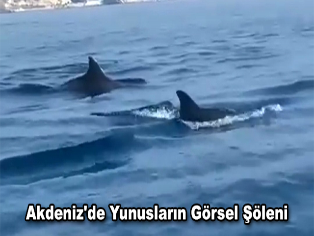 Akdeniz'de Yunusların Görsel Şöleni