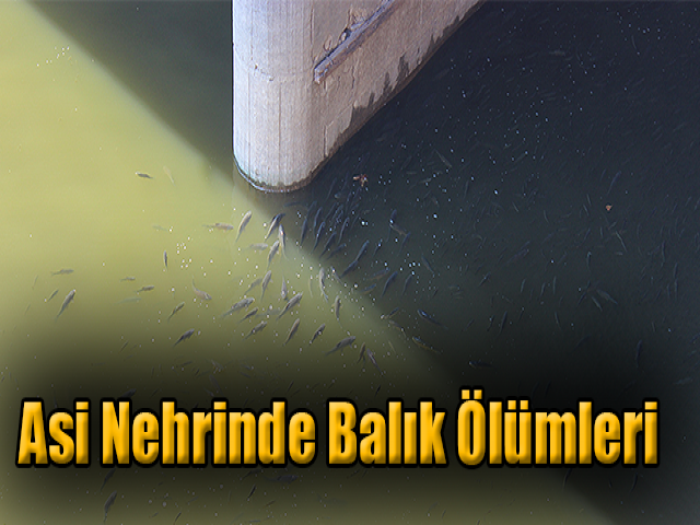 Asi Nehrinde balık ölümleri